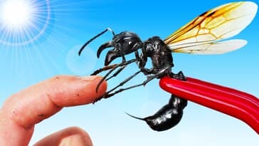 STUNG by a Flying Bullet Ant!