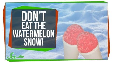Don't Eat the Watermelon Snow!