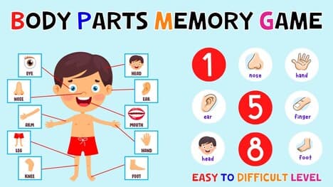 Body Parts Memory Game