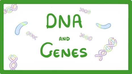 GCSE Biology - DNA Part 1 - Genes and the Genome #63