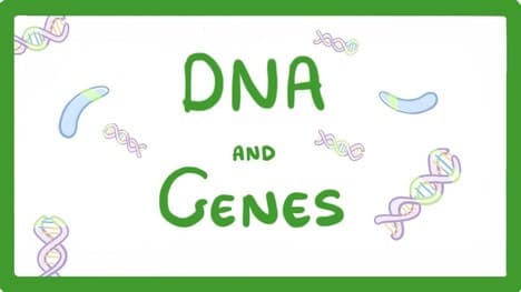 GCSE Biology - DNA Part 1 - Genes and the Genome #63