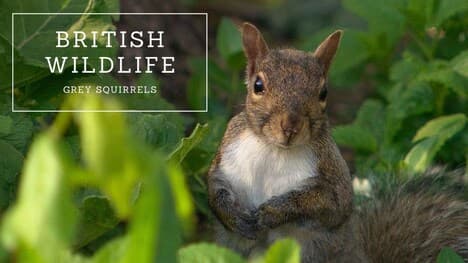 British Wildlife: Grey Squirrel