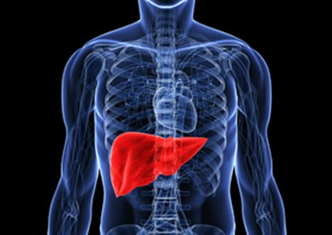 Factpack: The Liver
