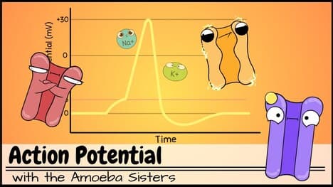 Action Potential