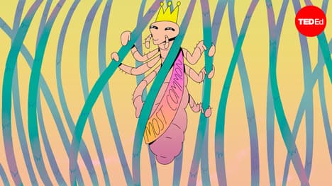 This is the most common way to get head lice | Nazzy Pakpour