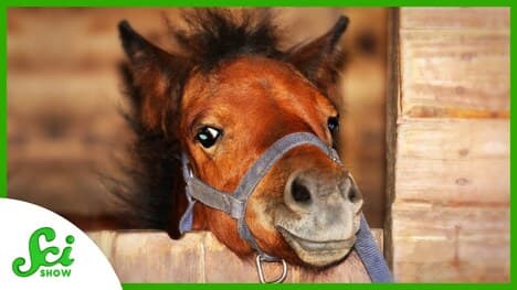 News | Where Did Domesticated Horses Come From?