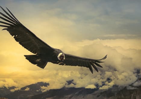 Andean Condor