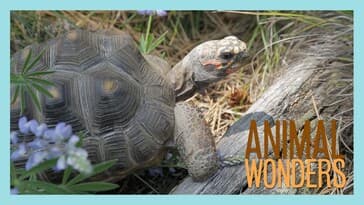 Taking the Tortoises for a Walk