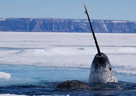 The mystery of the narwhal tooth