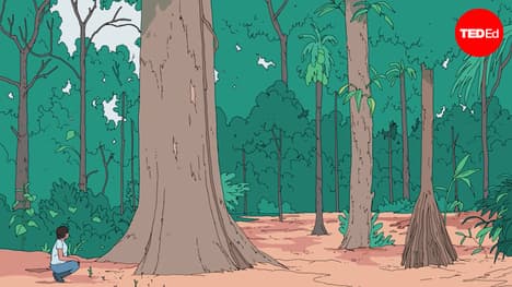 What would happen if the Amazon Rainforest disappeared? | Anna Rothschild