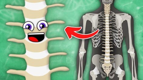 All About YOUR Spine! | The Spine Song | KLT Anatomy