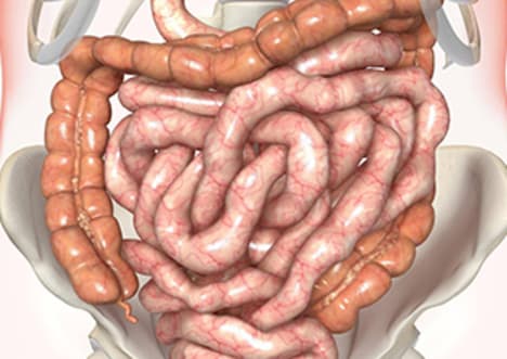 The intestines