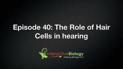 040 The Role of Hair Cells in Hearing