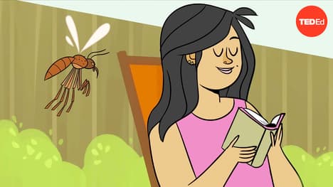 TED-Ed: Do mosquitos actually bite some people more than others? | Maria Elena De Obaldia