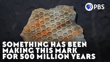 Something Has Been Making This Mark For 500 Million Years