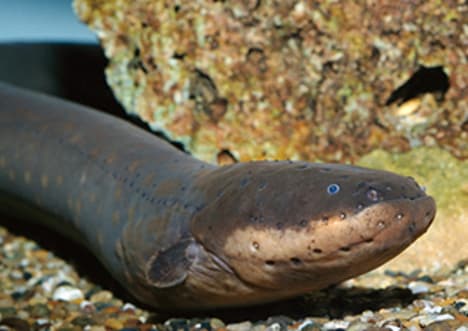 Electric Eels