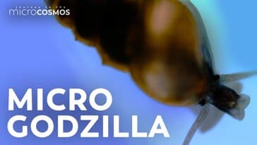 The Aquatic Snails That Leave a Path of Destruction