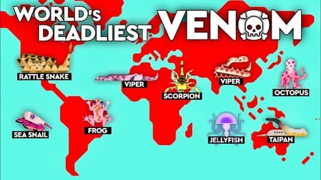 What’s The Most Venomous Creature Of All Time?
