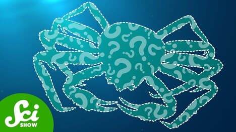 The Mysterious Disappearance of 10 Billion Alaskan Crabs