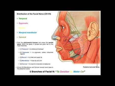 The Facial Nerve [CN VII] | Structure, Function, & Major Branches