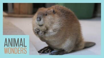 How To (Almost) Train A Beaver