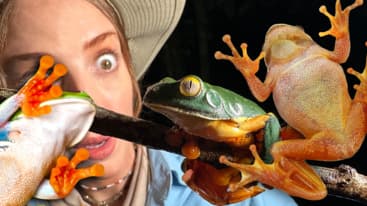 Ultimate Frog Scavenger Hunt!