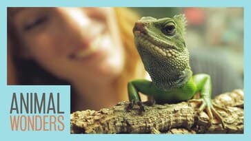 Are The Animals Lefties or Righties?