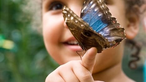 The Power of Cooperation: How Ants Teach Us About Teamwork