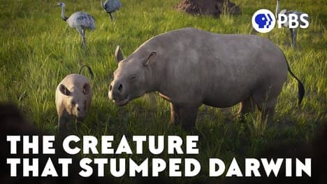 The Creature That Stumped Darwin