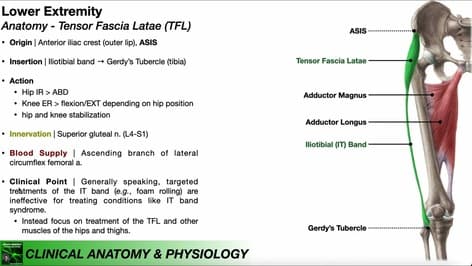 Tensor Fascia Latae (TFL) | Clinical Anatomy & Physiology