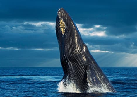 Humpback Whales