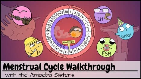 Menstrual Cycle Walkthrough: Phases & Hormonal Regulation