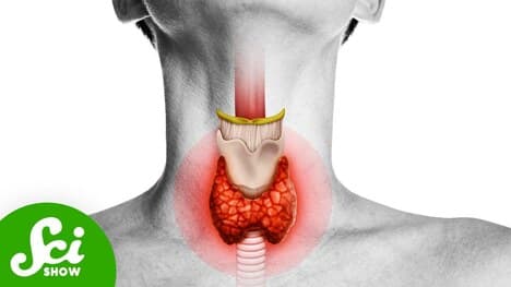 This One Small Organ Affects Everything