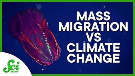 The Carbon Impact of the World’s Largest Mass Migration