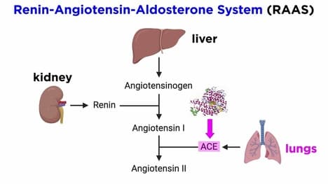 Angiotensin-Converting Enzyme Inhibitors (ACE Inhibitors)