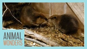 Baby Beaver Gets A Friend!