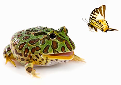 Butterfly's breakfast