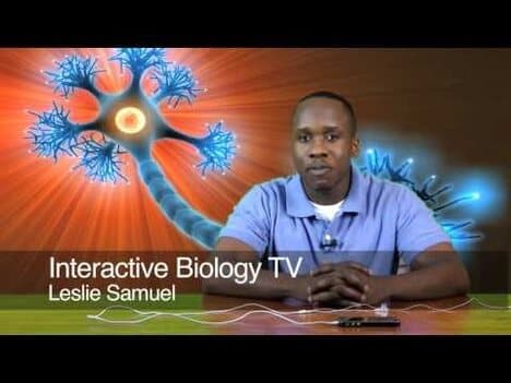 007 What is an action Potential