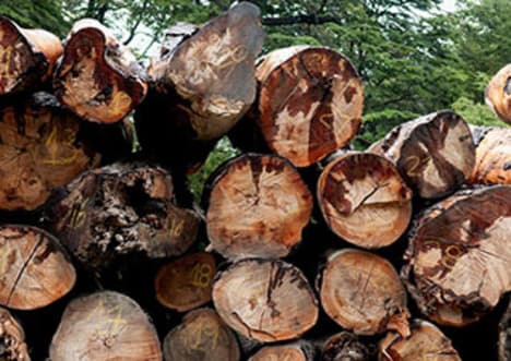 Ecosystem Management: Tropical Rainforests