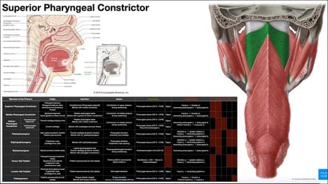 Intro to Deglutition & the Pharyngeal Constrictors [OINAs]