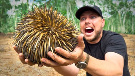 SPIKED by an Echidna!