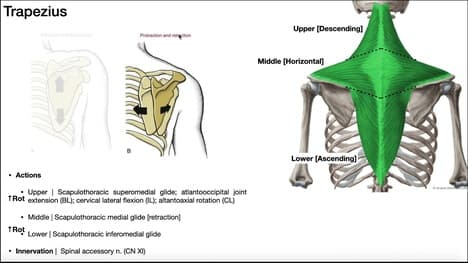 Muscles of the Shoulder Girdle EXPLAINED | Origin, Insertion, Action, & More