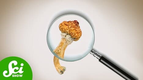 Does Microdosing Actually Work?