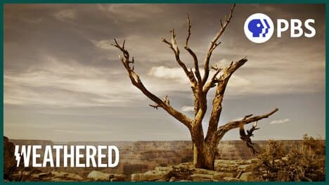 The Worst Drought in 1200 Years