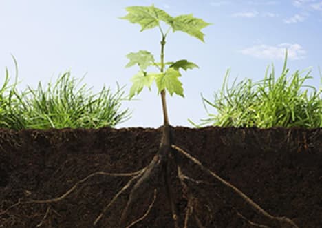 Parts of a Plant - Plant Anatomy