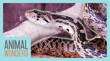 How Snakes Shed Their Skin