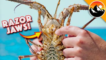 Sliced by a Spiny Lobster!