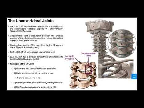 Uncovertebral Joints | Function and Dysfunction