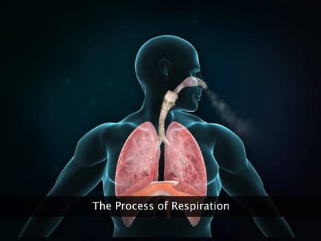 Respiratory System of Earthworm, Cockroach and Frog