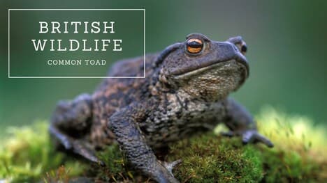 British Wildlife: Common Toad